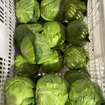 甘蓝