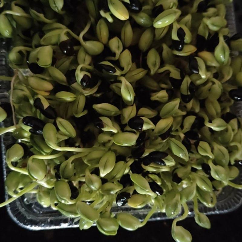 黑豆苗圆黑豆零添加盒装活体芽苗菜散