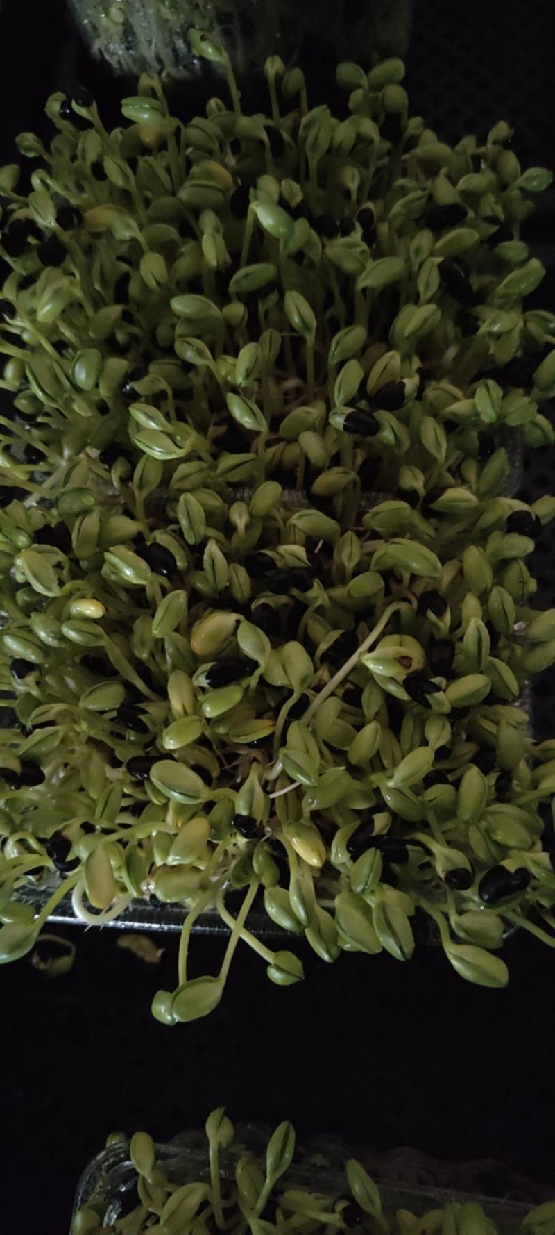 黑豆苗圆黑豆零添加盒装活体芽苗菜散