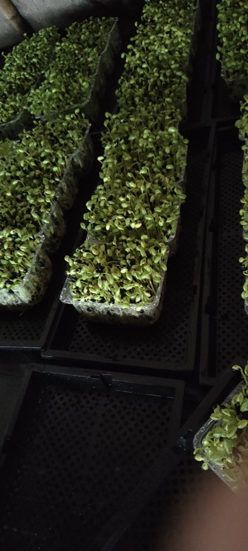 黑豆苗圆黑豆零添加盒装活体芽苗菜散
