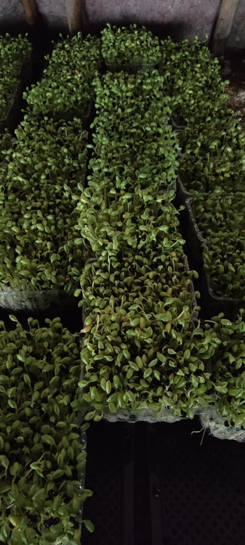 黑豆苗圆黑豆零添加盒装活体芽苗菜散