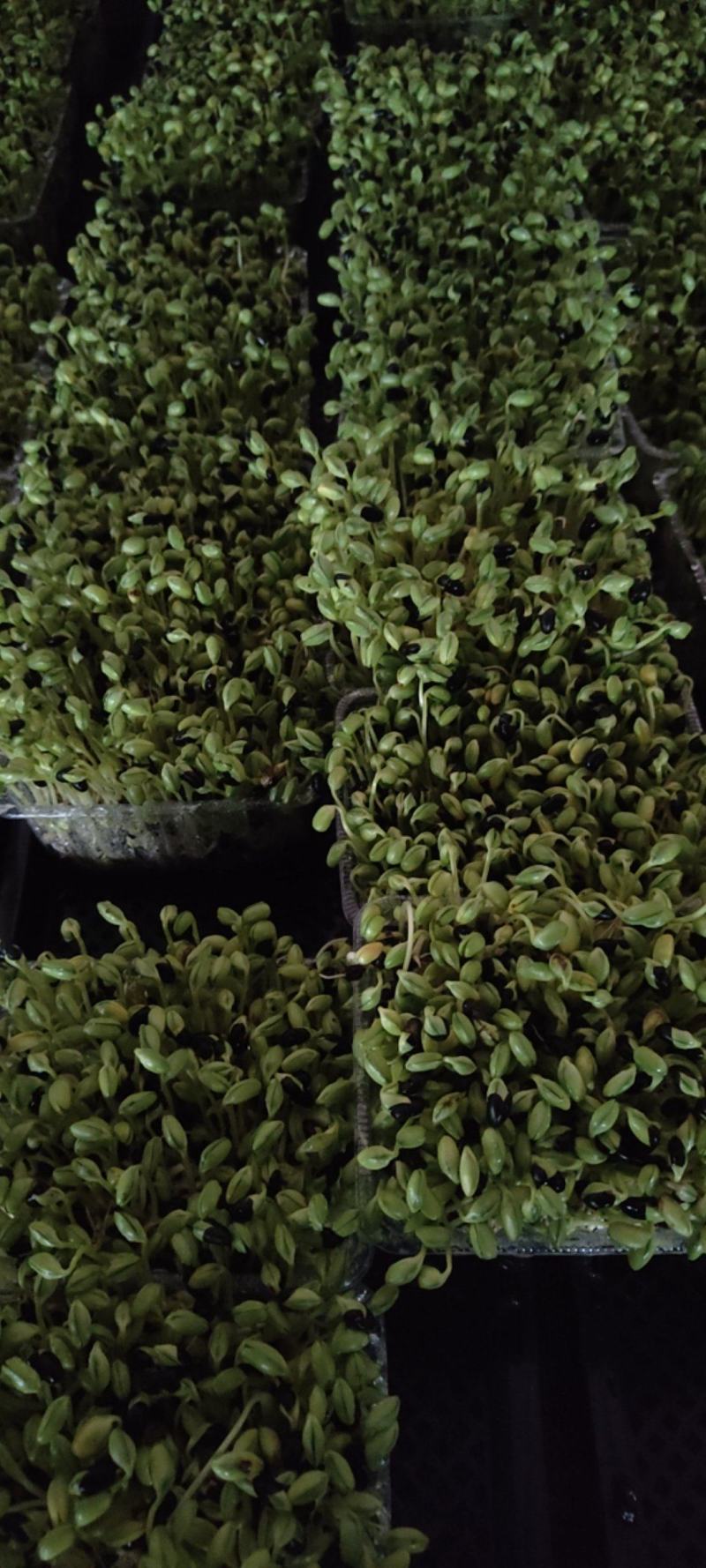 黑豆苗圆黑豆零添加盒装活体芽苗菜散