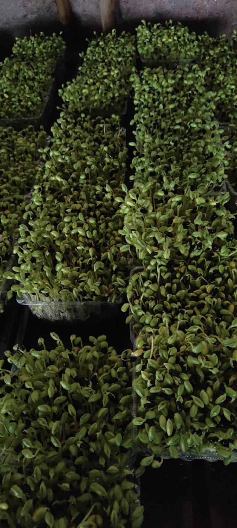 黑豆苗圆黑豆零添加盒装活体芽苗菜散