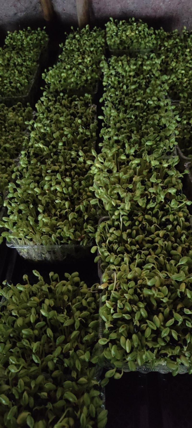 黑豆苗圆黑豆零添加盒装活体芽苗菜散
