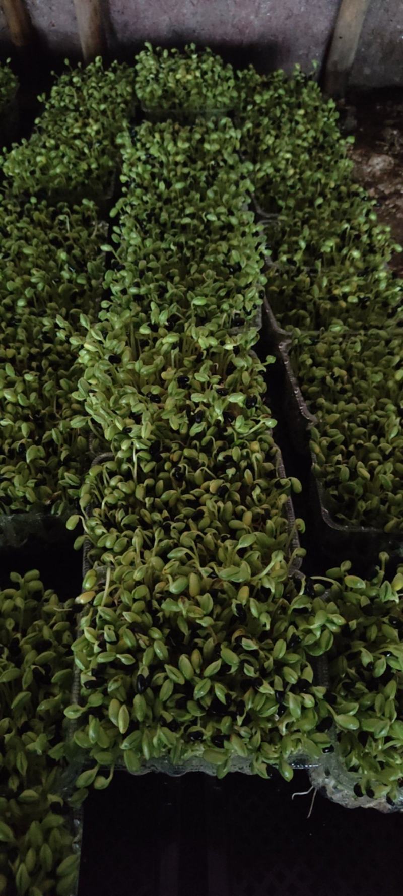 黑豆苗圆黑豆零添加盒装活体芽苗菜散