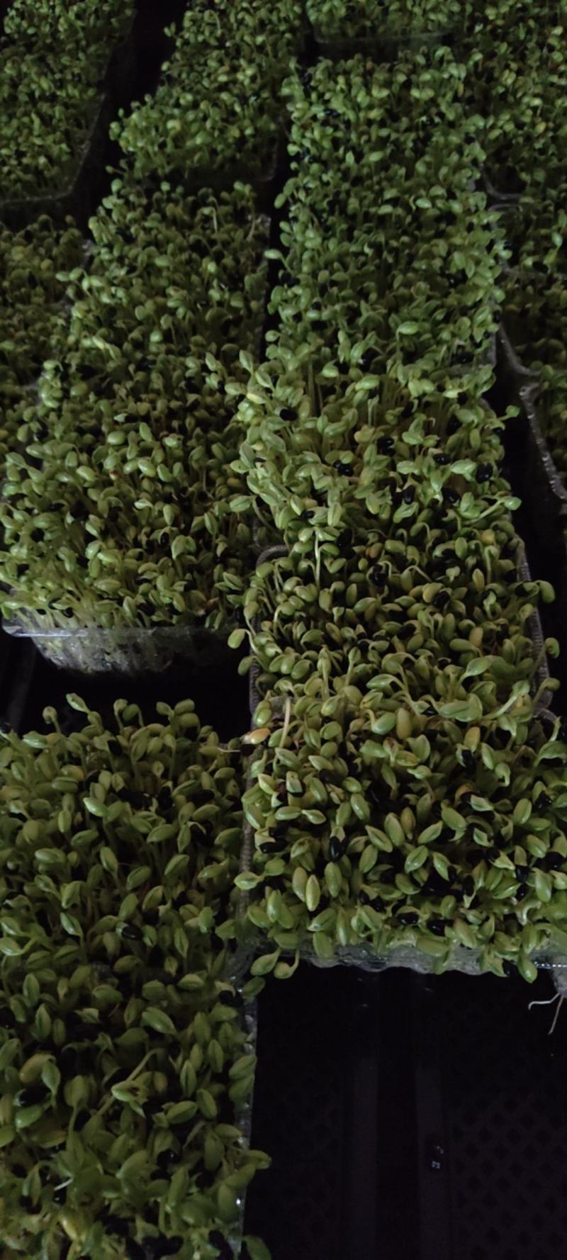 黑豆苗圆黑豆零添加盒装活体芽苗菜散