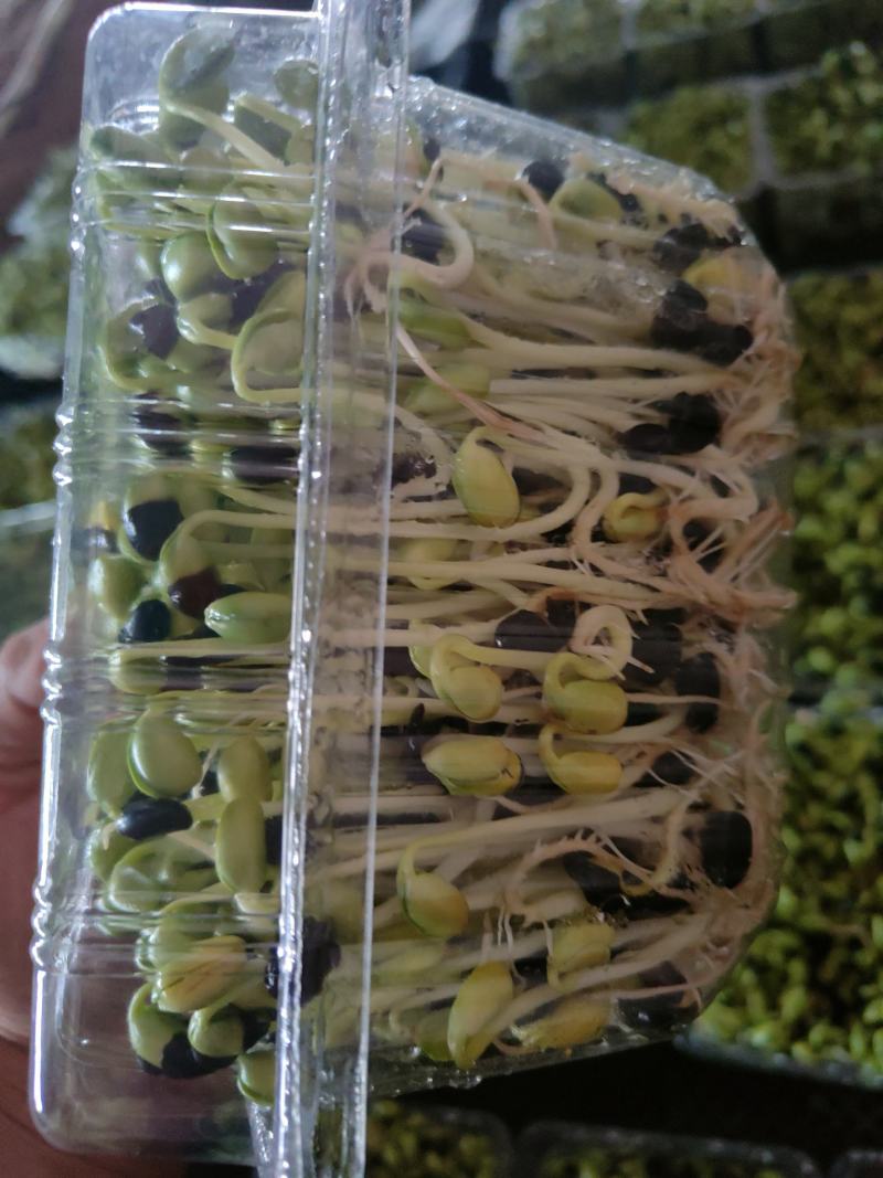 黑豆苗圆黑豆零添加盒装活体芽苗菜散