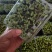 黑豆苗圆黑豆零添加盒装活体芽苗菜散