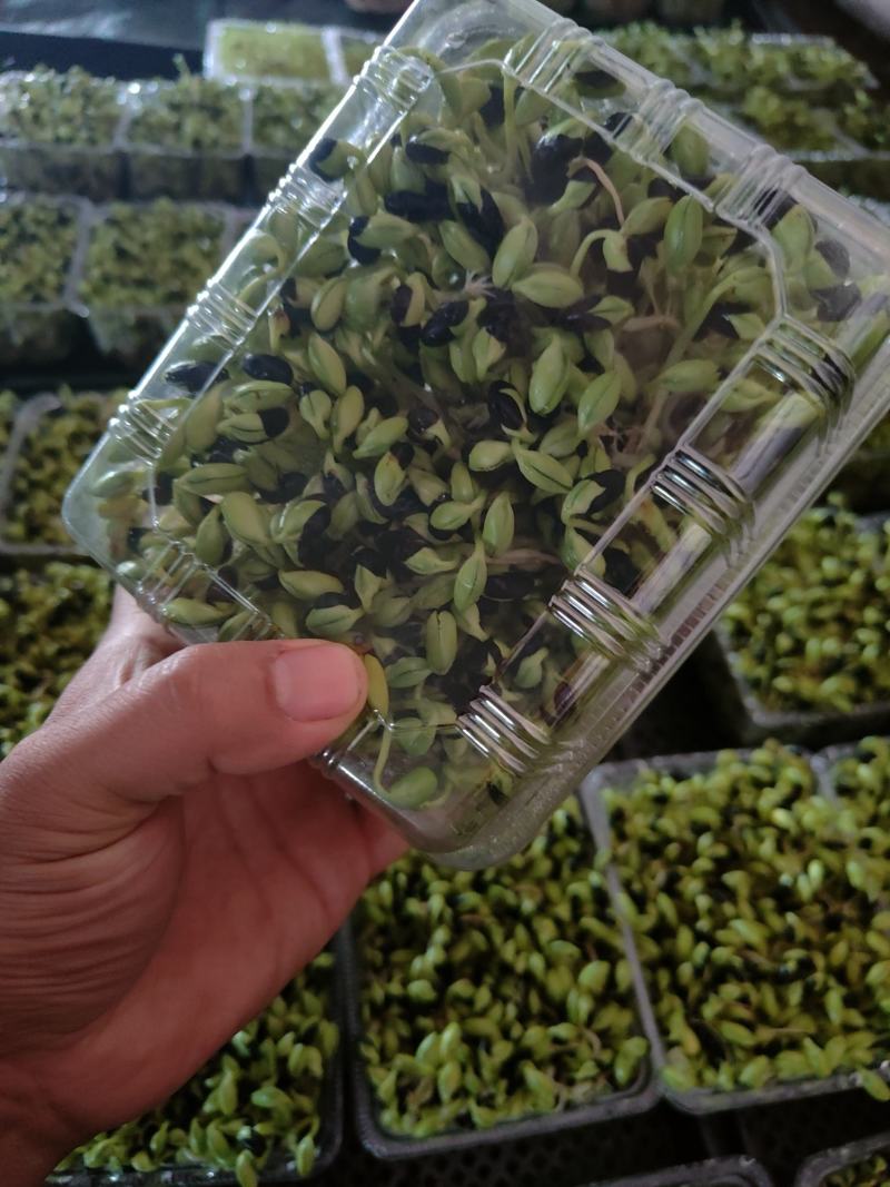 黑豆苗圆黑豆零添加盒装活体芽苗菜散