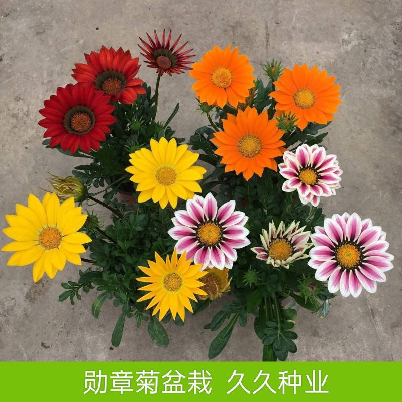 勋章菊盆栽火焰带花苞阳台庭院盆栽花卉植物南非万寿菊盆栽