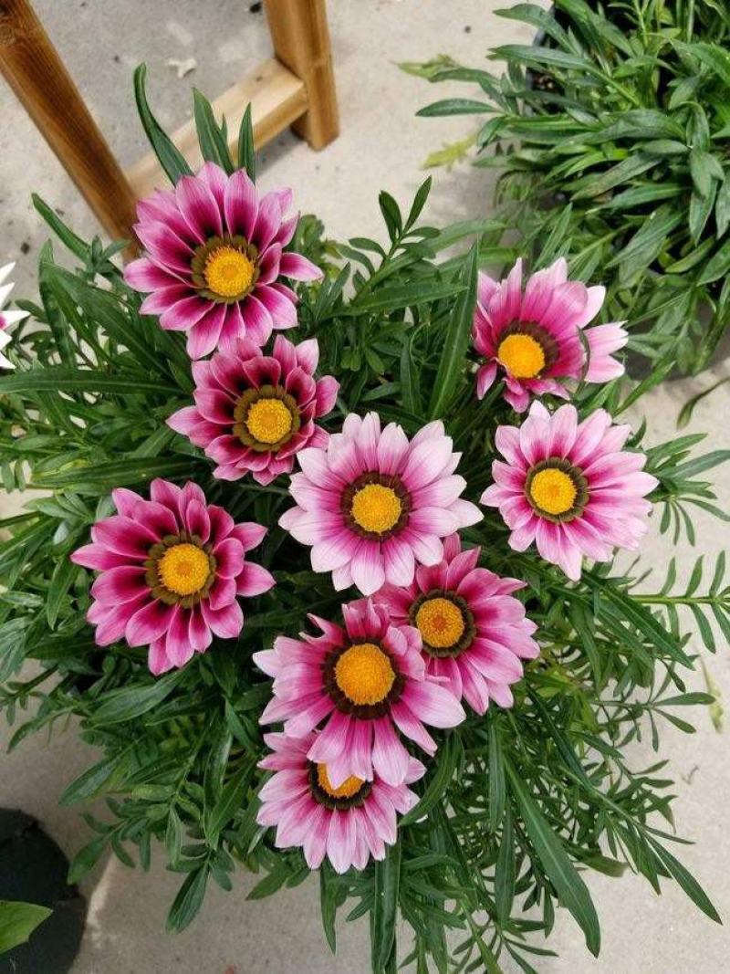 勋章菊盆栽火焰带花苞阳台庭院盆栽花卉植物南非万寿菊盆栽