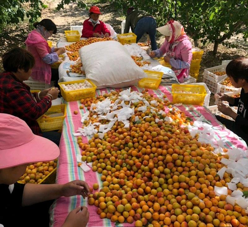 新疆的小白杏熟了