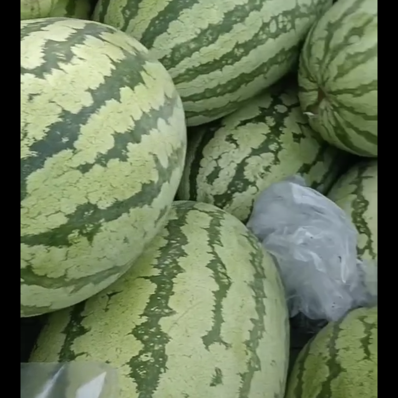陕西甜王吊篮西瓜四K美都