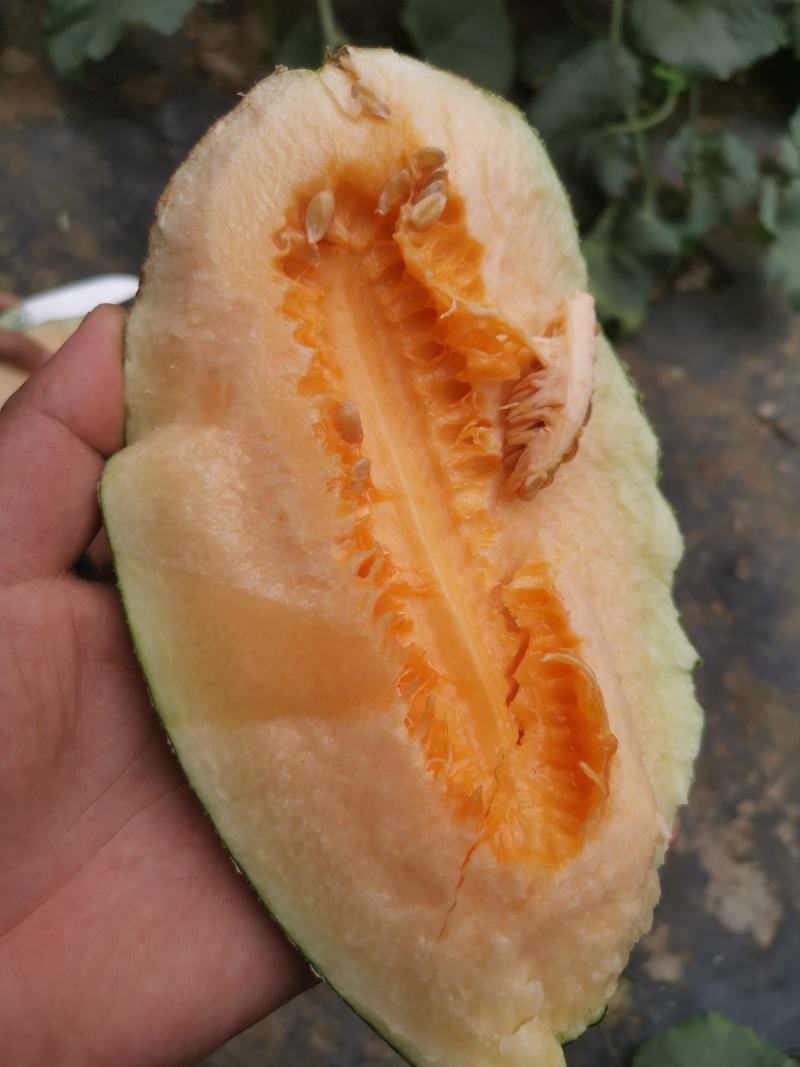 晓蜜25，西州蜜，产地，齁甜，电商，批发市场，社区团购，