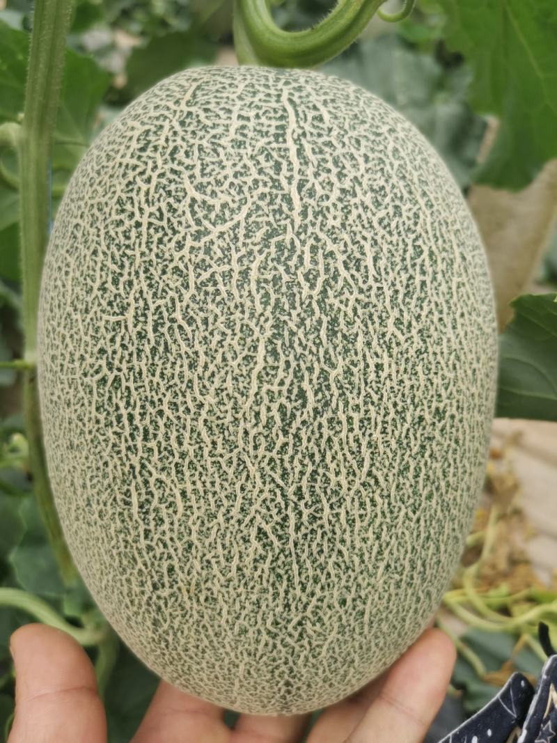 晓蜜25，西州蜜，产地，齁甜，电商，批发市场，社区团购，