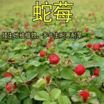 蛇莓种子净籽野草莓种子亩播量2斤