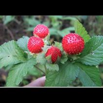 蛇莓种子野草莓种子纯新蛇莓种子产地直供