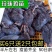 珍珠鸡苗