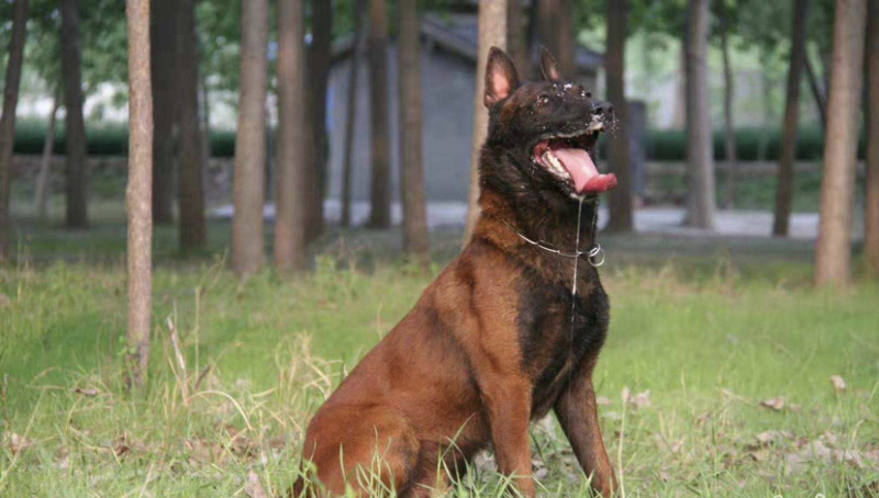 马犬幼犬纯种爆红马犬幼犬活体血统黑黄马犬牧羊犬