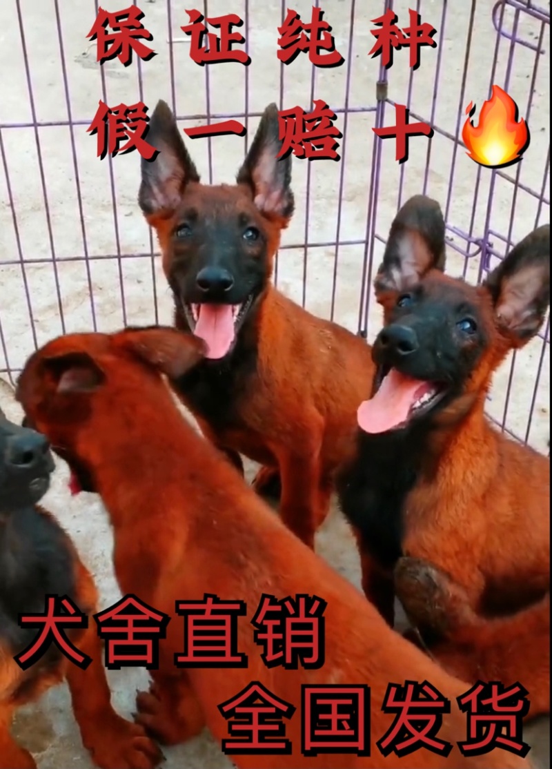 马犬幼犬纯种爆红马犬幼犬活体血统黑黄马犬牧羊犬