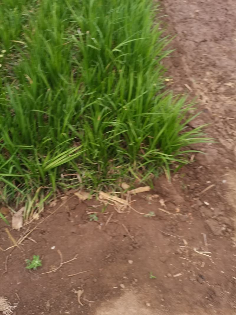 营养杯麦冬草，营养杯丹麦草，小皮桶麦冬草沿街草青州临朐苗