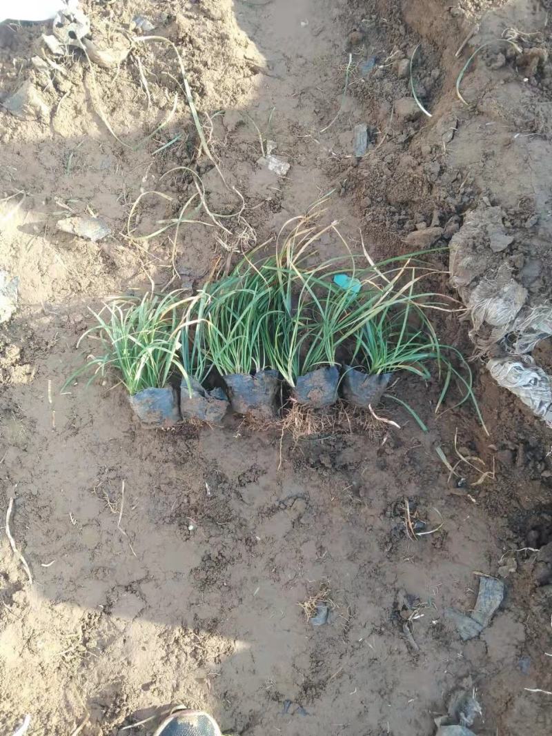 营养杯麦冬草，营养杯丹麦草，小皮桶麦冬草沿街草青州临朐苗