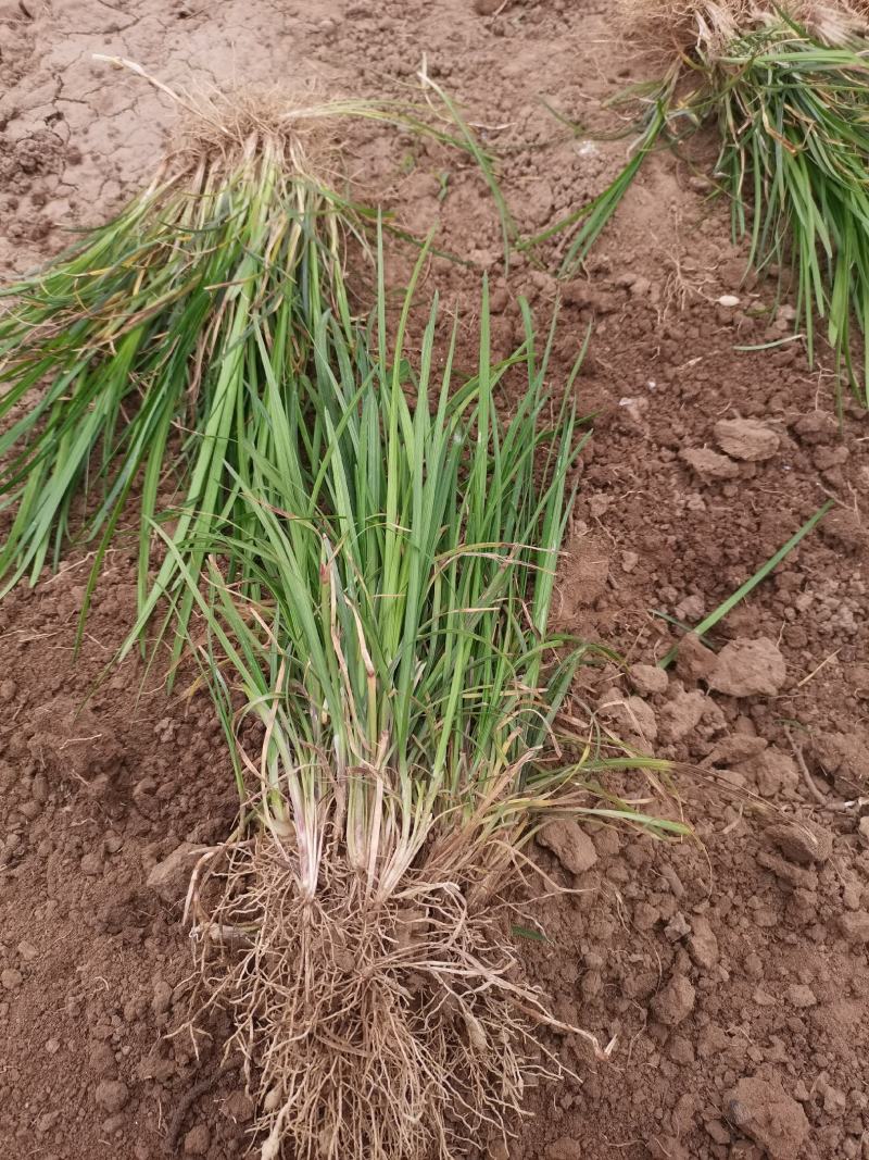 营养杯麦冬草，营养杯丹麦草，小皮桶麦冬草沿街草青州临朐苗