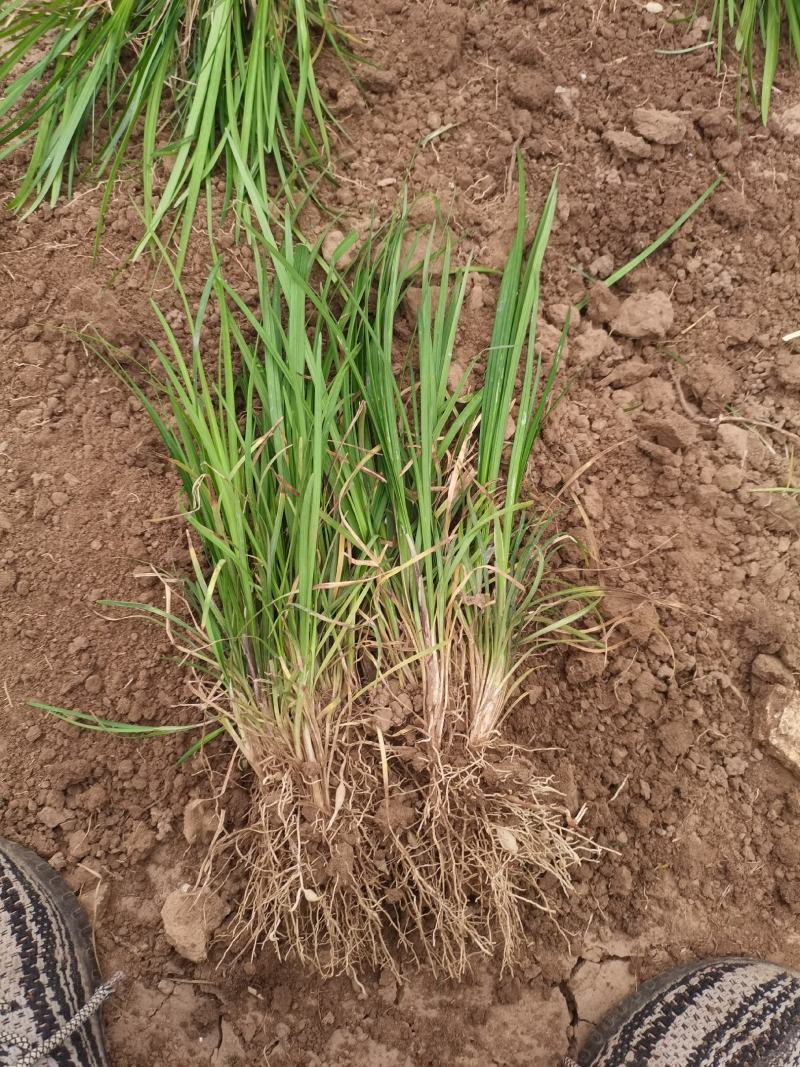 营养杯麦冬草，营养杯丹麦草，小皮桶麦冬草沿街草青州临朐苗