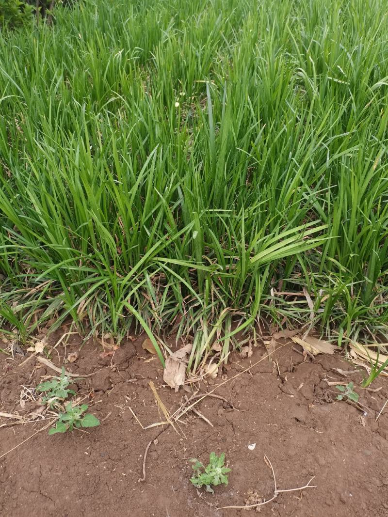 营养杯麦冬草，营养杯丹麦草，小皮桶麦冬草沿街草青州临朐苗