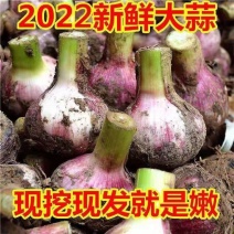 大蒜混级统货鲜蒜大量有货有场地可囤货500吨一手货源