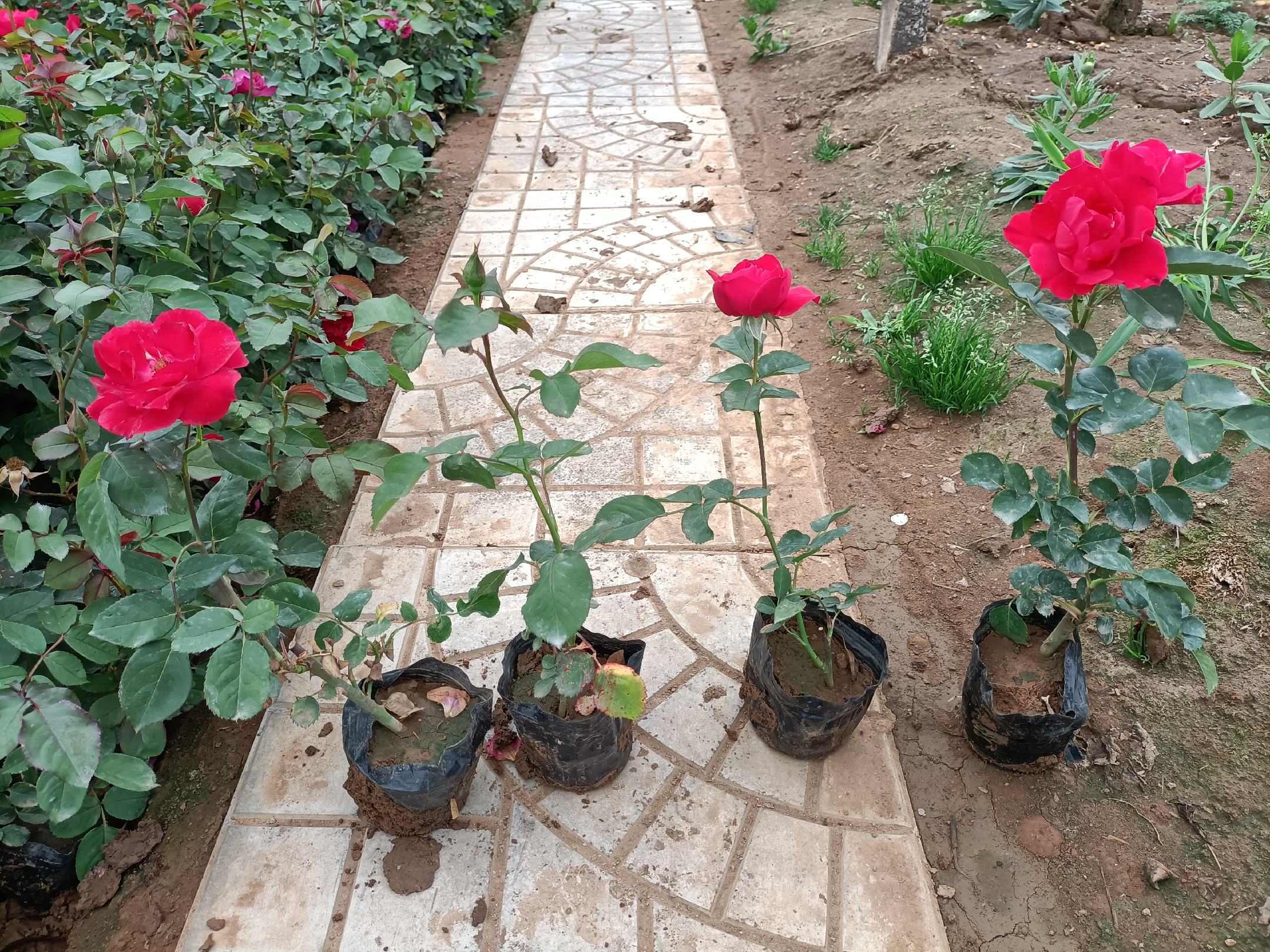 雏菊花盆材质对比图