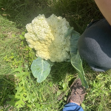 花菜
