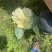 花菜