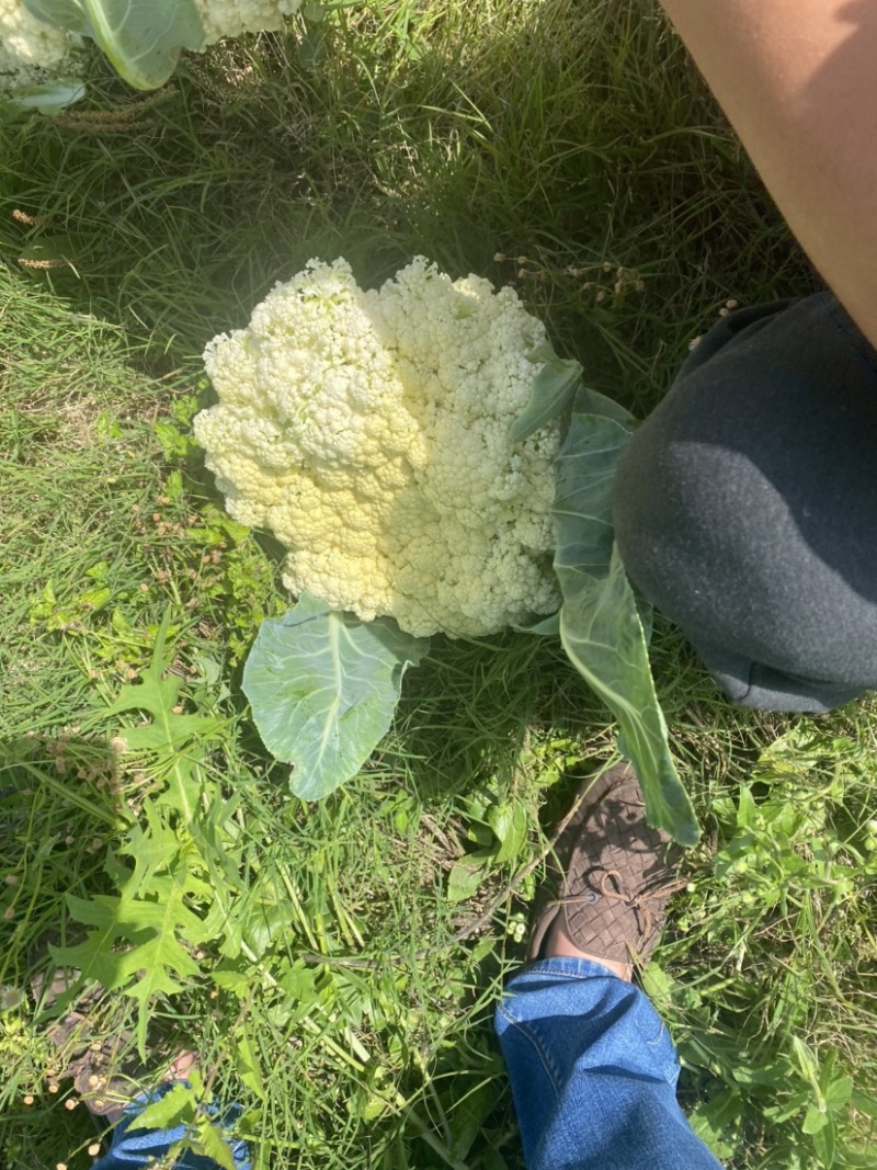 花菜