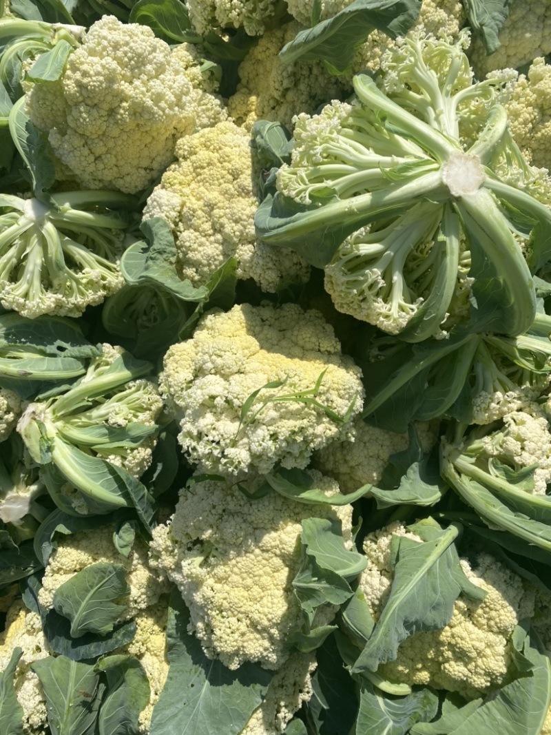 花菜