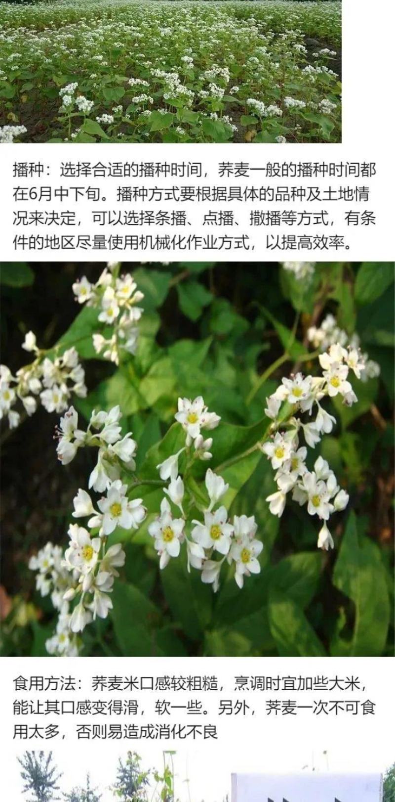 优质甜荞麦种子苦荞麦种子易种易活发芽率高芽苗菜高产荞麦