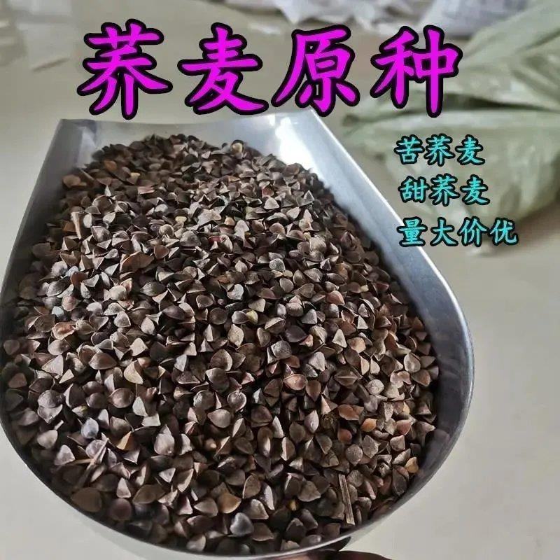 优质甜荞麦种子苦荞麦种子易种易活发芽率高芽苗菜高产荞麦