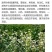 优质甜荞麦种子苦荞麦种子易种易活发芽率高芽苗菜高产荞麦