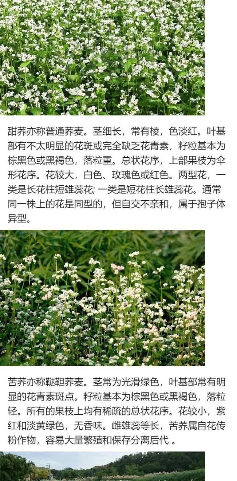 优质甜荞麦种子苦荞麦种子易种易活发芽率高芽苗菜高产荞麦