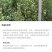 优质甜荞麦种子苦荞麦种子易种易活发芽率高芽苗菜高产荞麦