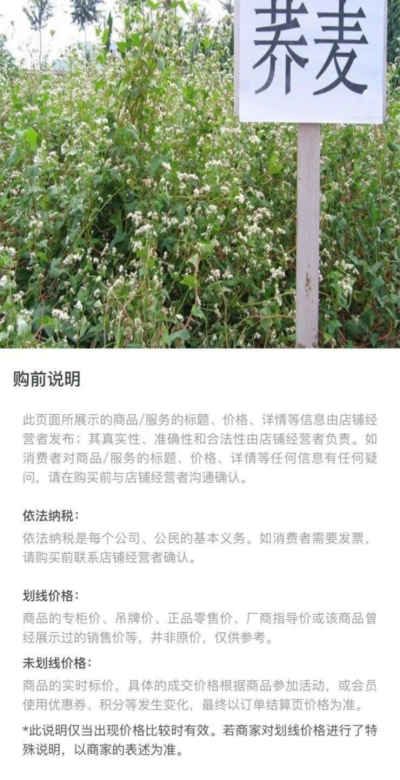优质甜荞麦种子苦荞麦种子易种易活发芽率高芽苗菜高产荞麦