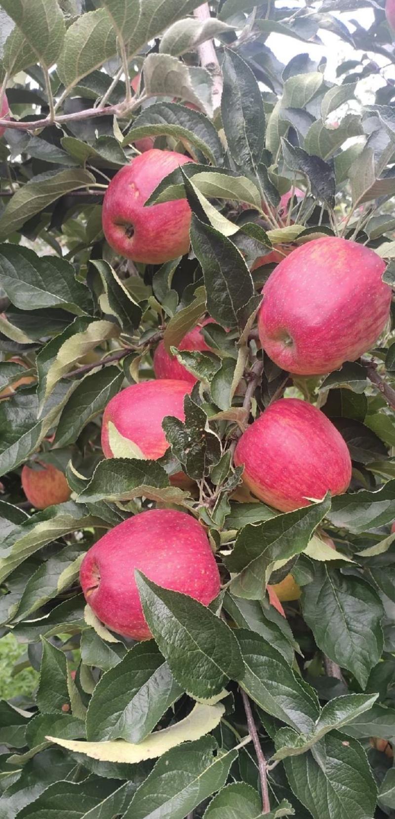 云南省昭通市红露苹果，农民自家种的，产地一手货源充足。