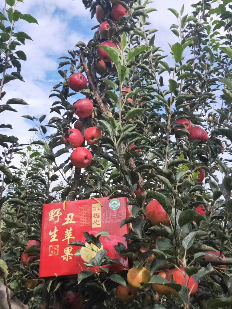 云南省昭通市红露苹果，农民自家种的，产地一手货源充足。