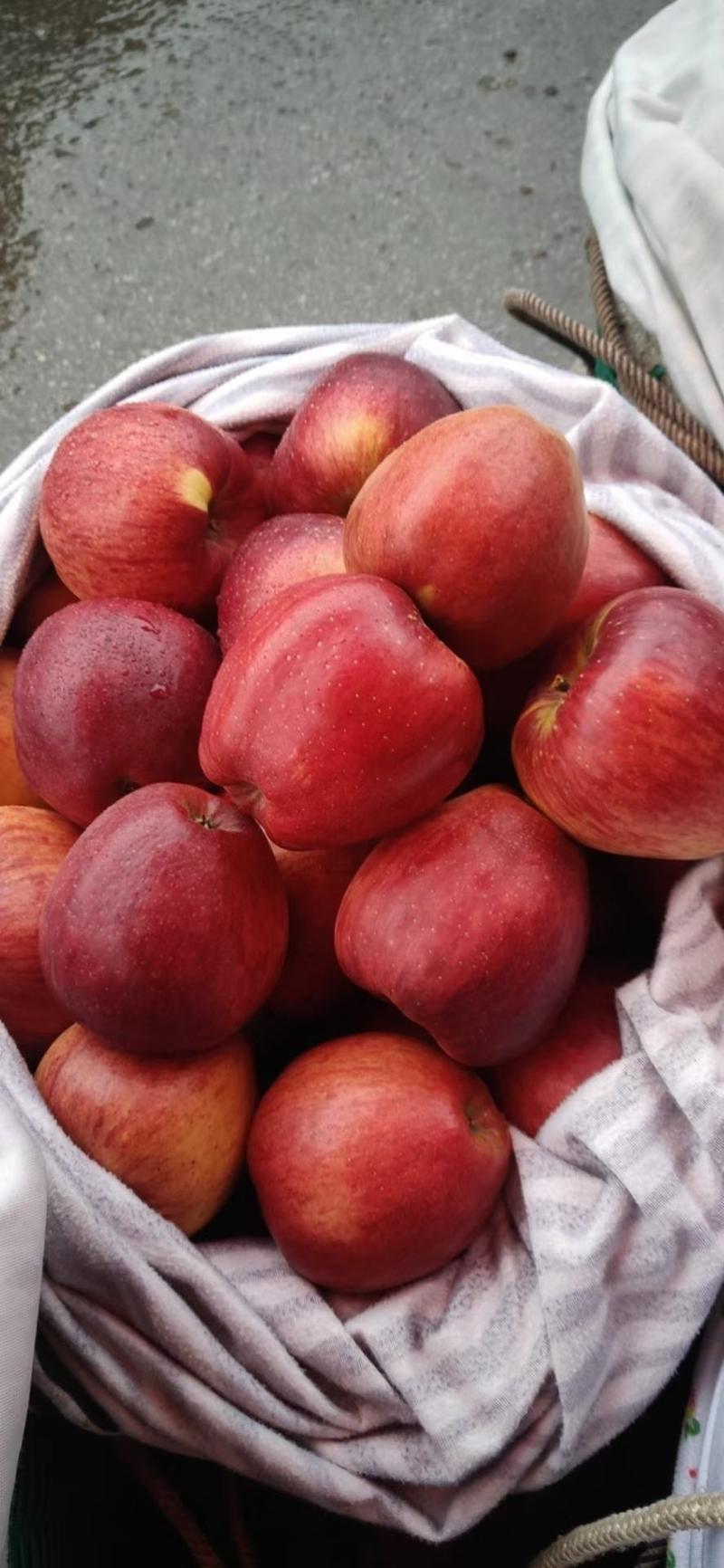 云南省昭通市红露苹果，农民自家种的，产地一手货源充足。