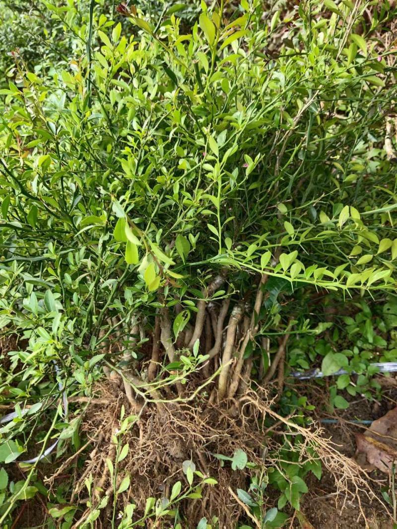 柠檬苗手指柠檬苗正品嫁接手指柠檬苗基地直发质量保证