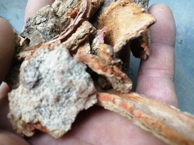 苦皮藤棱枝南蛇藤苦皮藤干货野生中药材