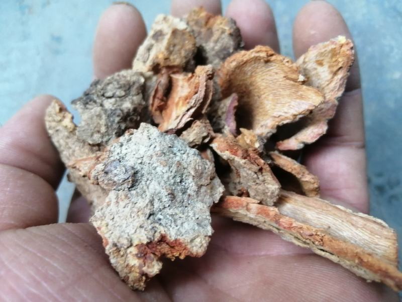 苦皮藤棱枝南蛇藤苦皮藤干货野生中药材