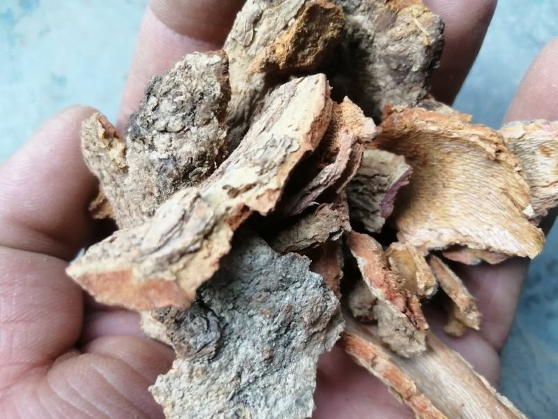 苦皮藤棱枝南蛇藤苦皮藤干货野生中药材