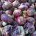 紫皮洋葱，大小均匀，质量好，产地直供，欢迎选购