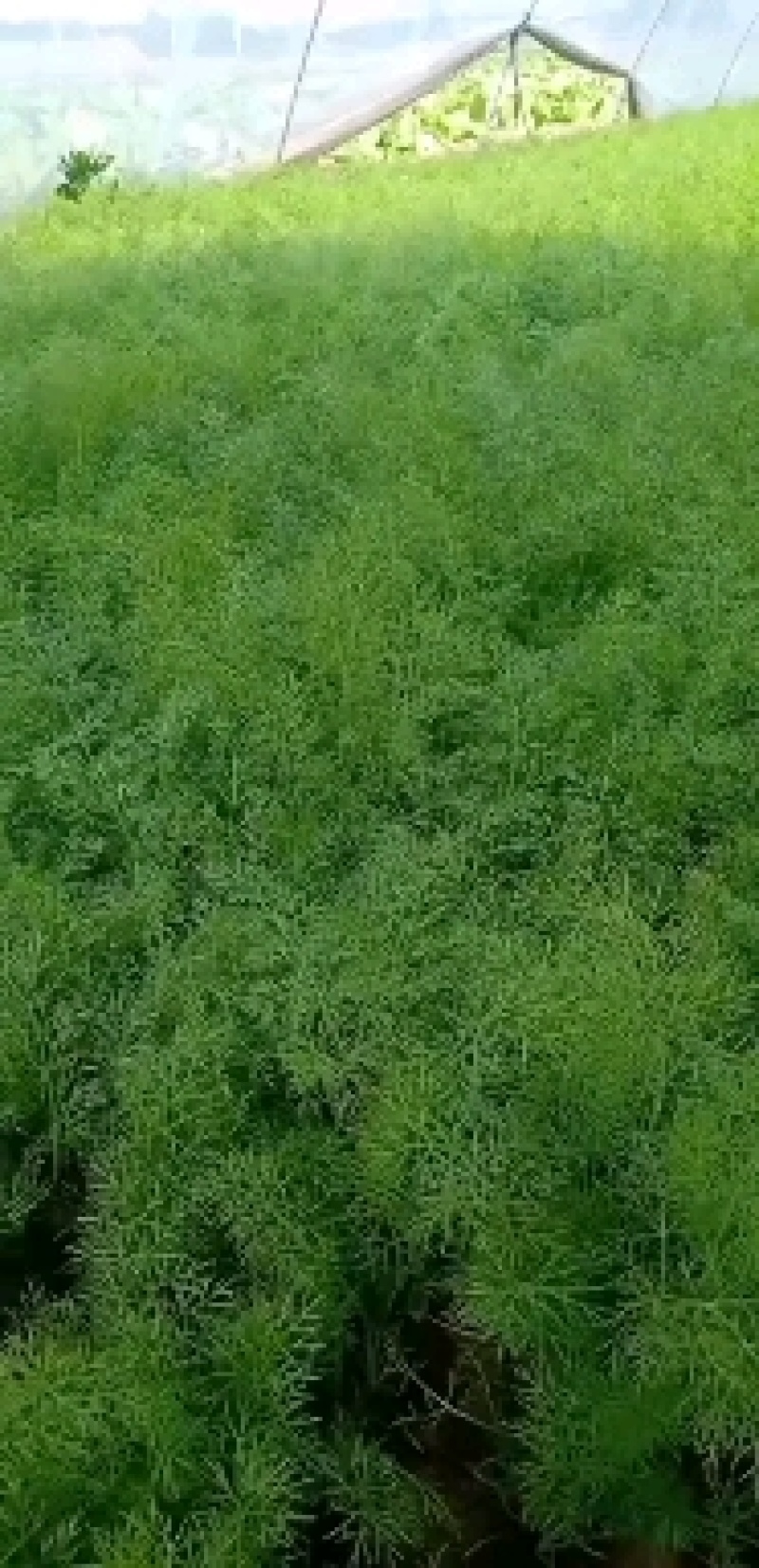精品茴香带根的不带根的都有代发全国各地颜色好绿
